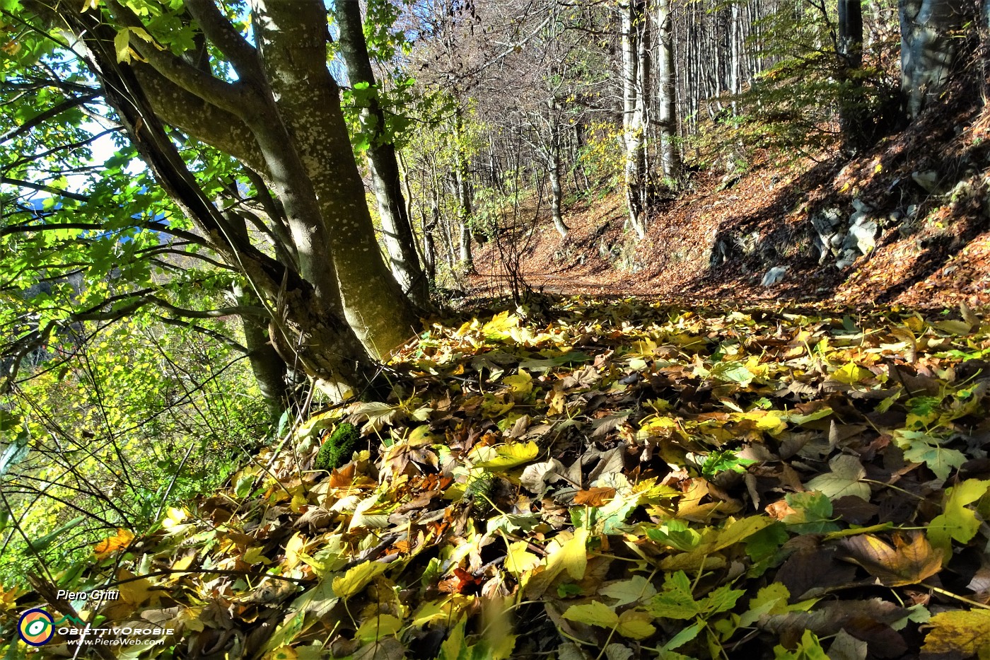 16 Foglie colorate d'autunno.JPG